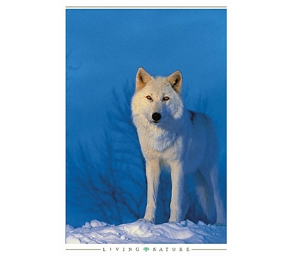Freedom of White Wolf Poster