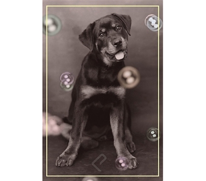 Loyal Dog with Bubbles Poster