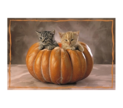 Cute & Cuddly Kittens in Squash Poster