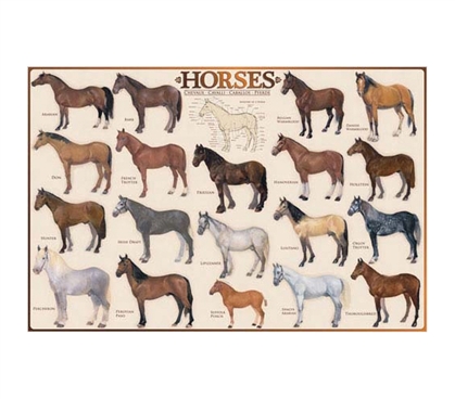 Collage Of Horses - Posters For Cowboys and Cowgirls. Beautiful equestrian wall poster for decorating college walls.