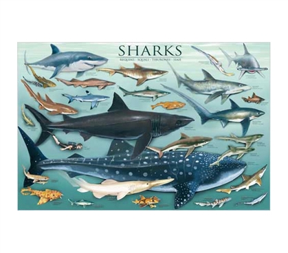 Ocean Full Of Sharks - Educational Wall Decor & College Poster Idea