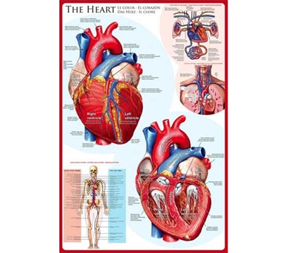 The Human HEART Poster - Perfect for Science Students