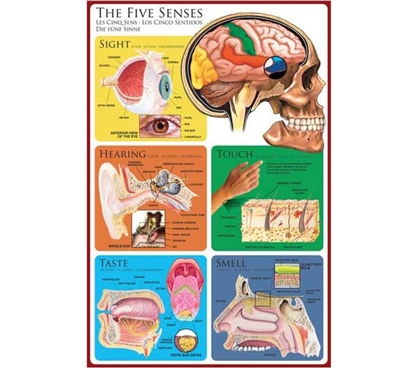 Cool Science Poster - The Five Senses Poster - Smart Poster For College Students