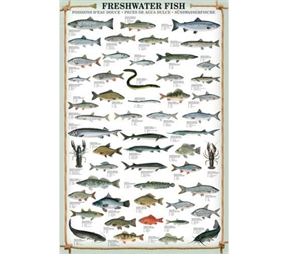Dorm Room Supplies - Fresh Water Fish Poster - Smart Poster For College