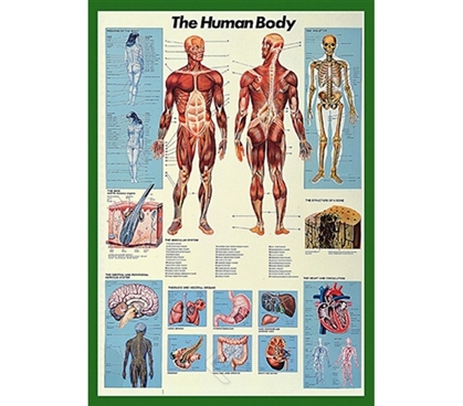 Freaky - The Human Body Dorm Wall Poster