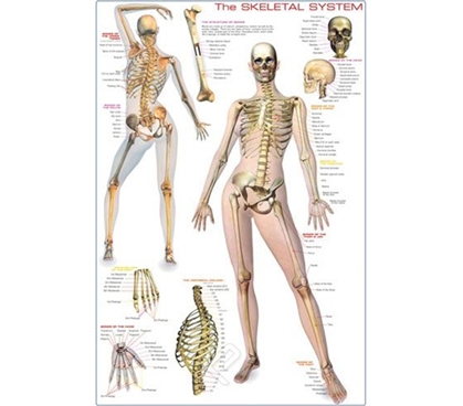 Skeletal System & Anatomy - Poster Essential