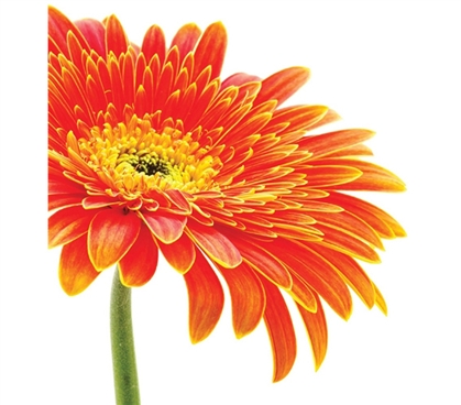 Wall Decor For College - Daisy Wall Art - Peel N Stick - Make Your Dorm Look Great