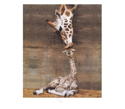 Giraffe - First Kiss College Dorm Room Poster for decorating dorm walls shows cute giraffe and giraffe baby