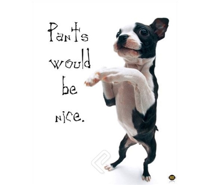 "Pants Would be Nice" Dog College Poster adorable puppy dog stands on hind legs in easy dorm room size poster