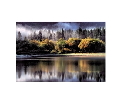 Forest Lights College Poster Dorm Room Decorations Must Have Dorm Items