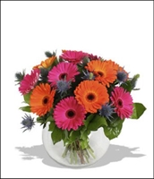 Orange Gerbra Daisies