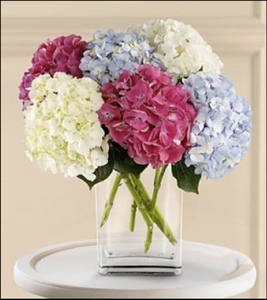 Mixed Hydrangeas