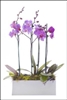 Phalaenopsis Orchids