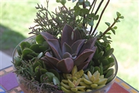 Succulent Bowl Garden