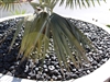 Black Pebbles Polished 2"- 3"