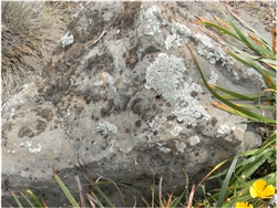 Mossback Boulders Specimen