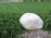 White Granite Landscape Rock Boulder River Washed 24" - 30"