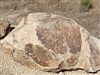 Golden Queen Granite Boulders 36"- 48" Per Pound