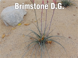 Brimstone D. G. 1/4" Minus - Driveway Sand