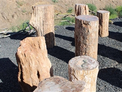 Petrified Wood Boulder 18" - 24"  - Landscape Rock