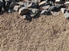 Mojave Gold Decomposed Granite 1/4" Minus - Stabilized Decomposed Granite Cost