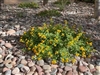 Arizona River Rock Cobbles 3" to 6" Per Ton