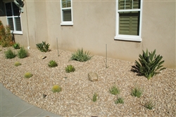 Anejo Gold Gravel 3/4" Screened Per Truck - Landscape Rocks