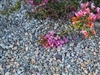 Imperial Del Rio River Cobble and Pebbles 1" x 1-1/2"