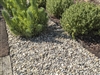 Del Rio Decorative Pebbles 3/4â€³ - Beach Pebbles