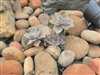2" - 3" Beach Pebbles Baja Sunburst