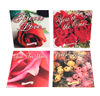 Greeting Card & CD: For Love [Music], 5 Selections