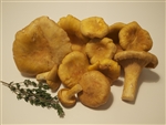 Golden Chanterelles (Oregon) - Cantharellus Formosus