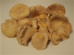 White Chanterelles - Cantharellus Subalbidus