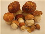 Porcini - Boletus Edulis