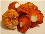 Lobster Mushrooms - Hypomyces Lactifluorum