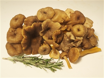 Yellow Foot Chanterelles - Craterellus Tubaeformis