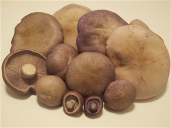 Blue Foot - Clitocybe Nuda