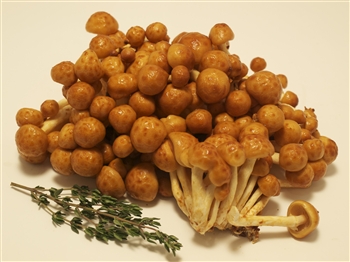 Forest Nameko - Pholiota Nameko