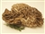 Hen of the Woods/Maitake - Grifola Frondosa