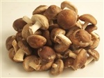 Petite Shiitake - Lentinula Edodes