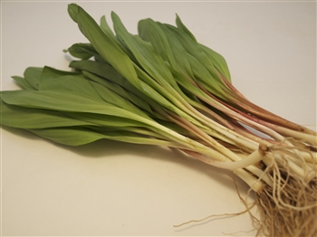 Wild Ramps - Allium Tricoccum