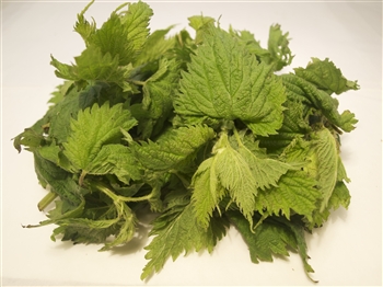 Stinging Nettles - Urtica Dioica