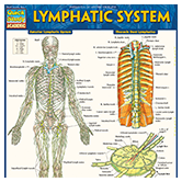 <span style="font-weight: bold;"><span style="text-decoration: underline; color: rgb(0, 89, 156);">Lymphatic System Laminated Guide</span></span>