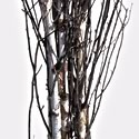 Birch tree, 6'-7' (bundle of 5 trees, shipping included!)