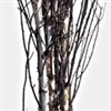 Birch tree, 8'-10' (bundle of 5 trees, shipping included!)