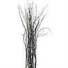 Birch twig, 3-4 ft