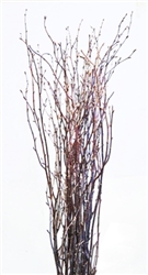 Birch twig, 3-4 ft, case of twelve bunches (shipping included!)