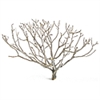 Coral bush, 16-18"