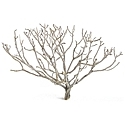 Coral bush, 16-18", case of twelve (shipping included!)