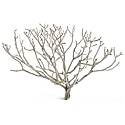 Coral bush, 16-18", case of three (shipping included!)